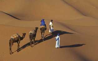 camels & staff.jpg